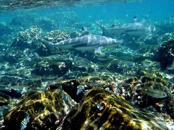 Дайвинг в Индийском океане