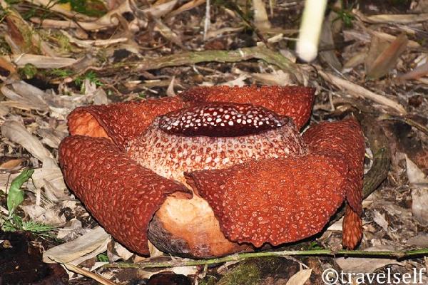 квітка найбільше фото